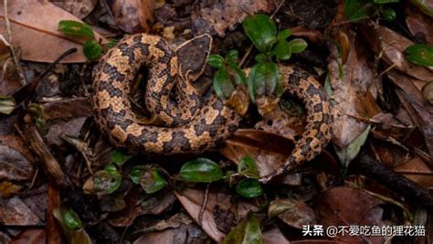 香港 毒蛇|【香港 蛇】香港蛇類百科全書：認識本港毒蛇、辨識方法與生態